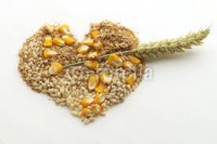 /album/galleria-foto-storia-di-un-chicco-di-grano/imagesca5wnntd-jpg/